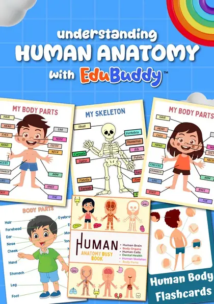 Contoh bahan EduBuddy: Human Anatomy